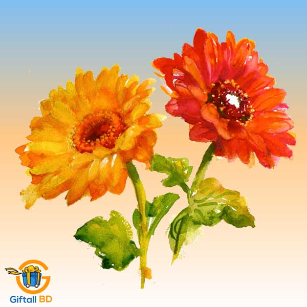 Daisy - Jarbera flower