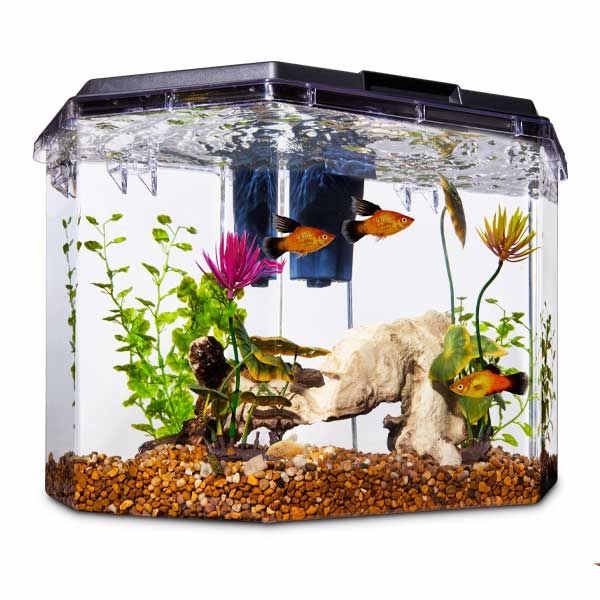 Aquarium for gift