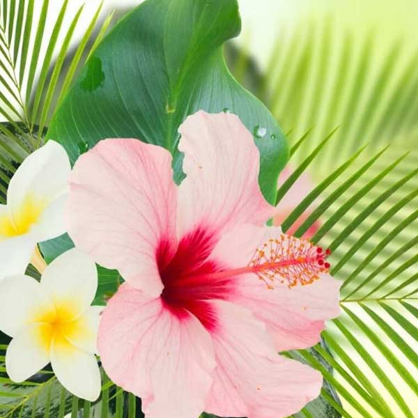 Seedlings of flowering plants