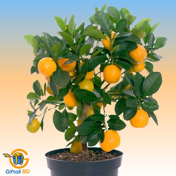 Seedlings of fruits plants