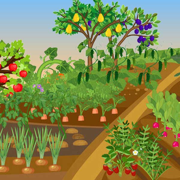 Seedlings of vegetable plants